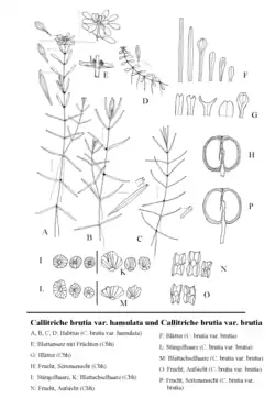 Callitriche brutia var. brutia: F=bladeren, L=stengelharen, M=bladokselharen, O=vrucht (bovenaanzicht), P=vrucht (zijaanzicht). Callitriche brutia var. hamulata: E=bladoksels met vruchten, G=bladeren, H=vrucht (zijaanzicht), I=stengelharen, K-bladokselharen, N=vrucht (bovenaanzicht)