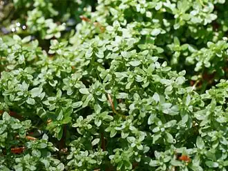 Gekield sterrenkroos