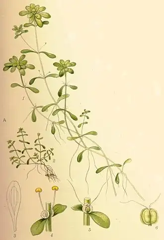 Gevleugeld sterrenkroos