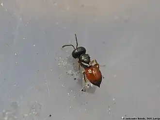 Callitula pyrrhogaster