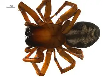 Callobius canada