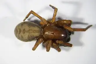 Cybaeus tetricus