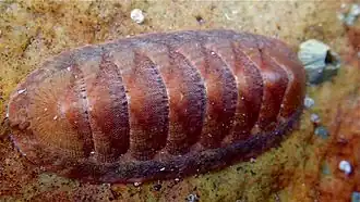 Callochiton dentatus
