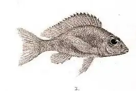 Callochromis macrops