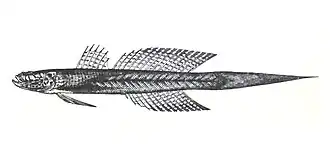 Callogobius producta
