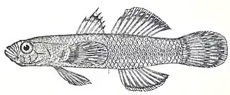 Callogobius sclateri