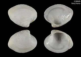 Callogonia mauritanica