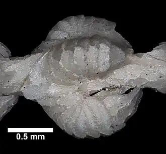 Callogorgia gracilis