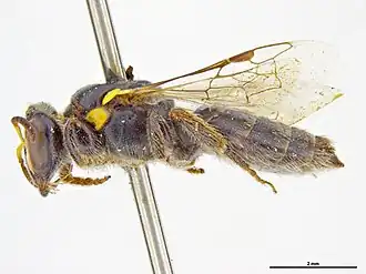 Callohesma aureopicta