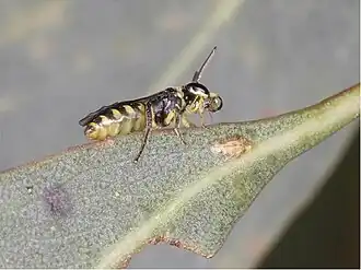 Callohesma calliopsella