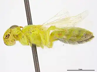Callohesma chlora