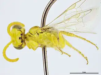 Callohesma coolgardensis