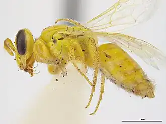 Callohesma eustonensis