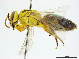 Callohesma ornatula