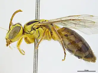 Callohesma recta