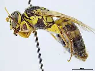 Callohesma townsvillensis