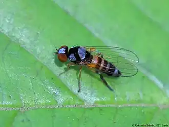 Callomyia speciosa