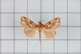 Callopistria duplicans