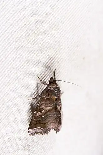 Callopistria placodoides