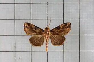 Callopistria pulchrilinea