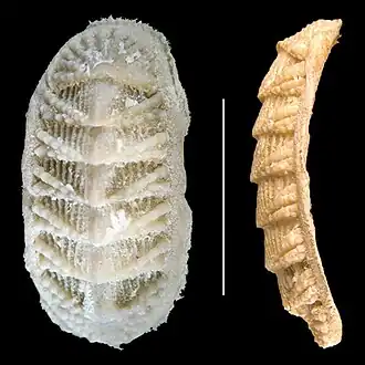 Calloplax janeirensis