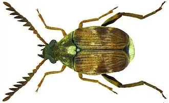 Callosobruchus chinensis