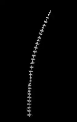 Callozostron carlottae