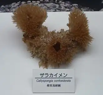 Callyspongia confoederata