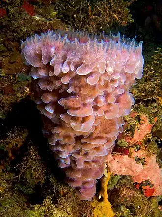 Callyspongia (Cladochalina) plicifera