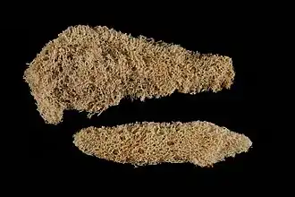 Callyspongia stellata