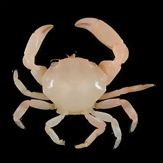 Calocarcinus africanus