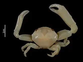 Calocarcinus crosnieri