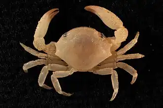 Calocarcinus habei