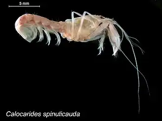 Calocarides spinulicauda