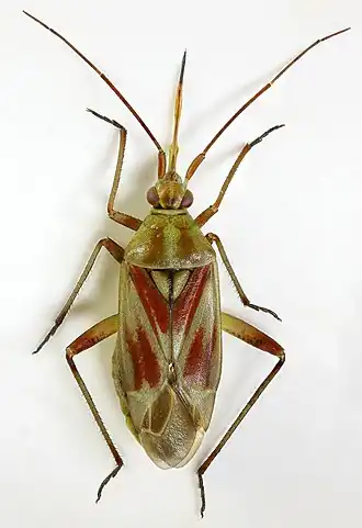 Calocoris roseomaculatus