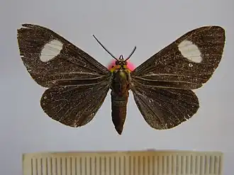 Calodesma collaris