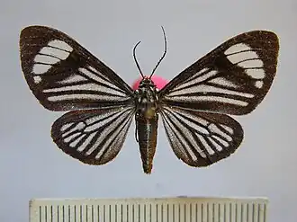 Calodesma uraneides