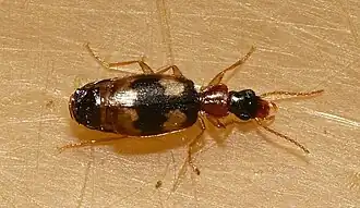 Zuidelijke schorsloper