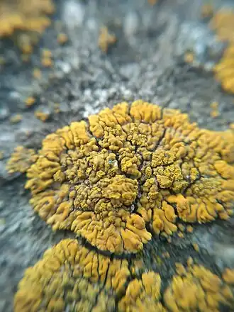 Stoffige citroenkorst