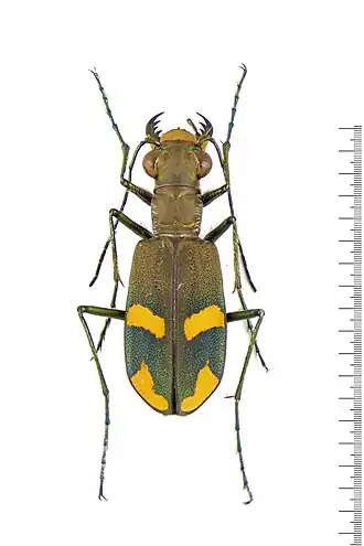 Calomera crespignyi