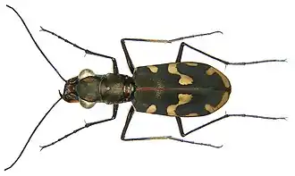 Calomera decemguttata