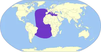 Scopoli's pijlstormvogel