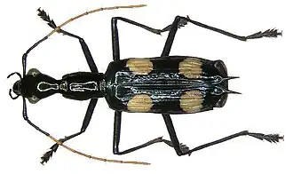 Calophaena laevigata