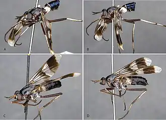 Calophytus grandiosus