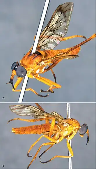 Calophytus monteithi