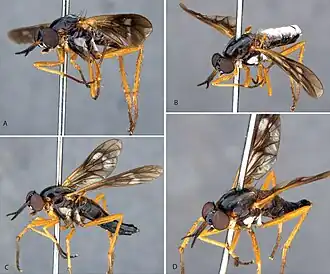 Calophytus schlingeri