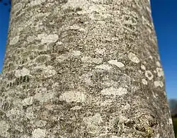 Oranje boomzonnetje in de associatie van melige schotelkorst