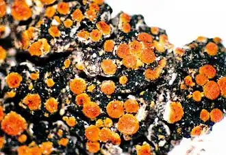 Caloplaca flavorubescens