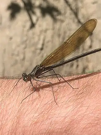 Calopteryx angustipennis