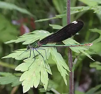 Calopteryx japonica